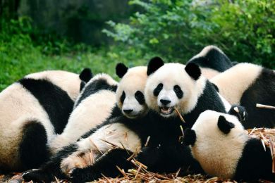 VIAGEM REGULAR PELA CHINA -  14 DIAS 13 NOITES