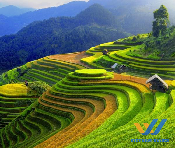 Terraza de arroz en Mu Cang Chai