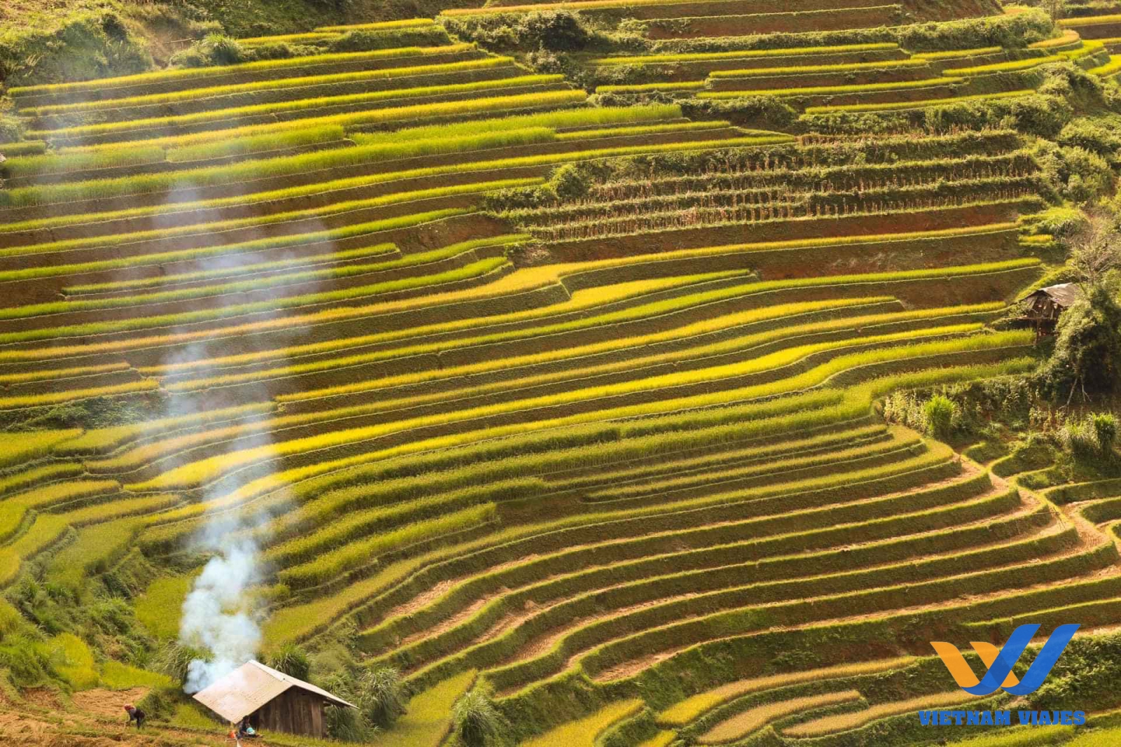 Terrazas de arroz en vietnam