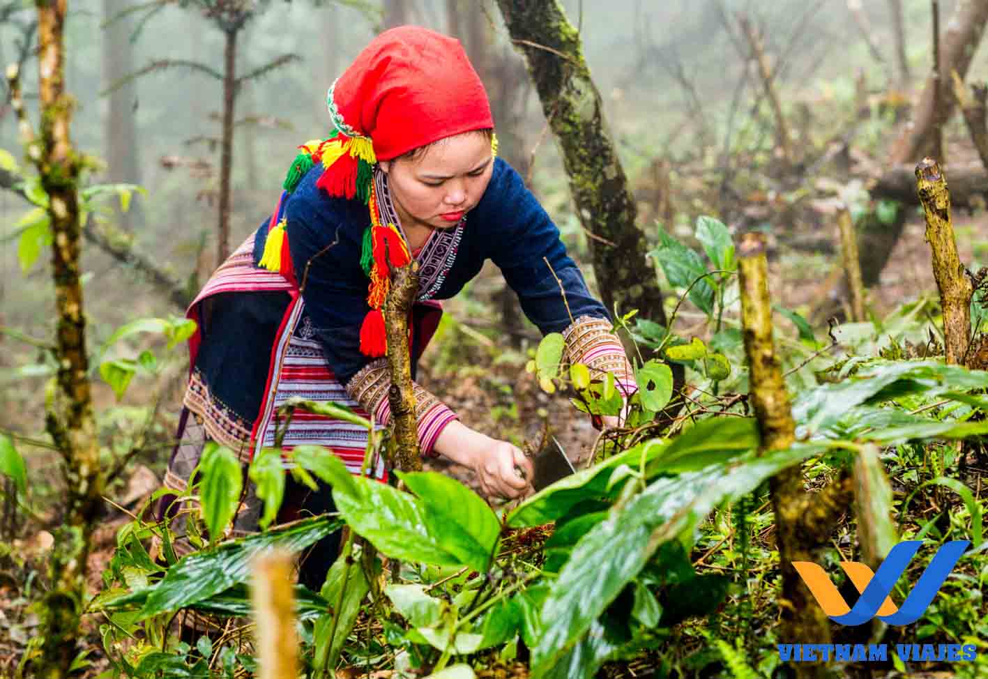 qué ver en sapa vietnam